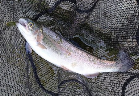平日の天竜川ルアーフライテンカラ専用区